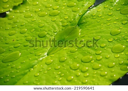 Water drops on lotus leaf