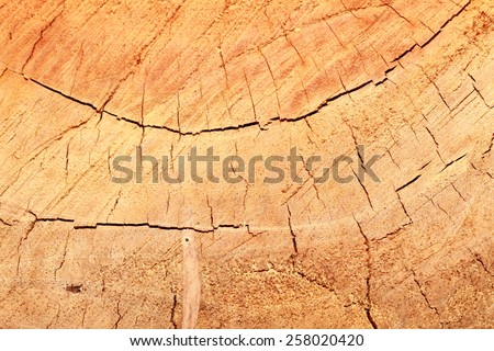 Cut of old trunk is photographed closely. The core of tree consist of growth rings and deep cracks