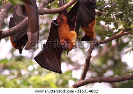 bat hanging on a tree branch - Also known as large flying fox