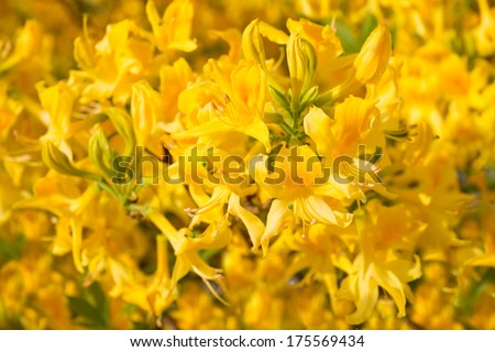 Flowers yellow Rhododendron