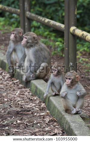 stock-photo-baby-monkeys-rested-on-roadside-with-parents-in-hong-kong-103955000.jpg