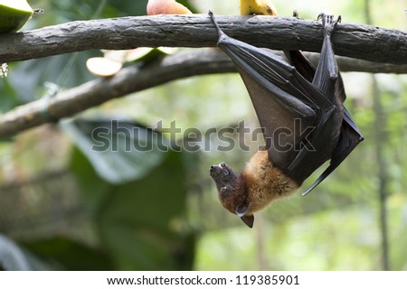 Malayan bat hanging on a tree branch