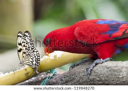 Butterfly and Parrot sharing food in Green House