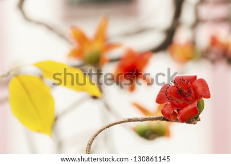 Flower Bombax ceiba (Red Cotton) in spring time