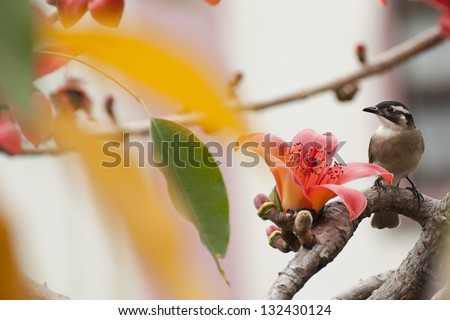 Bird Crested Bulbul and flower Bombax ceiba (Red Cotton) in spring time