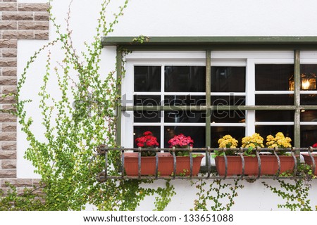 White wall with flower and ivy