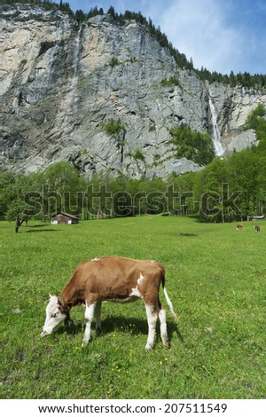Cow in Lauterbrunnen valley, Switzerland