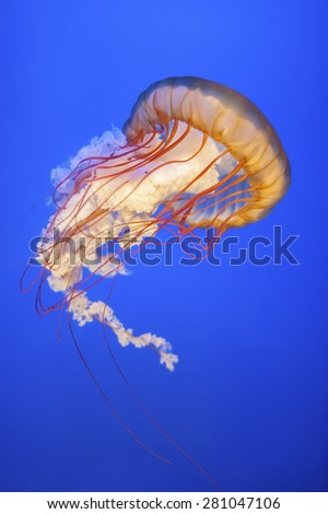 Orange jellyfish (Chrysaora fuscescens or Pacific sea nettle) in