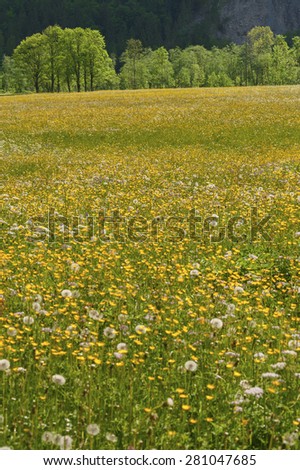 meadow and flower bed in forest