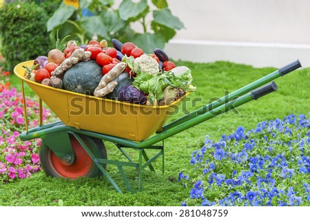 Harvest vegetable home garden