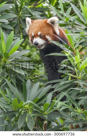 Portrait of Red Panda, Firefox or Lesser Panda (Ailurus fulgens)