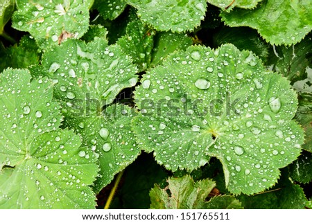 Background with brilliant water drops on leaves of Lady\'s Mantle, top view
