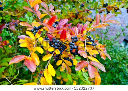 Autumn branch with multicolored leaves and dark blue berries, shallow depth of field, selective focus
