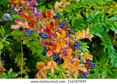 Beautiful autumn branch with multicolored leaves and dark blue berries, shallow depth of field, selective focus