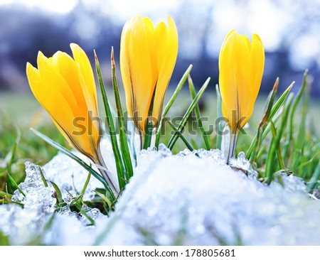 Blooming crocuses and snow shooting from ground level with shallow depth of field
