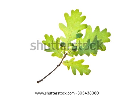 Small oak twig with two young acorns isolated on white