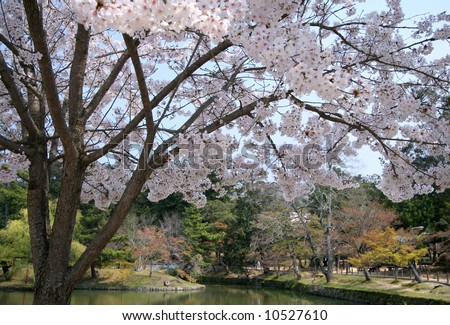 Cherry blossom at lake, Japan