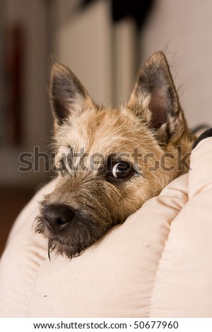 Closeup of Cairn Terrier puppy
