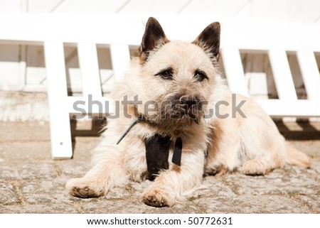 Cairn Terrier puppy