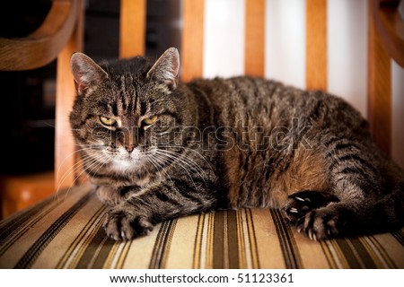 Closeup of cat relaxing on chair
