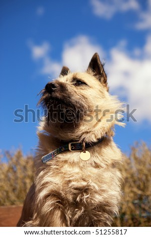 Cairn Terrier puppy under a blue sky