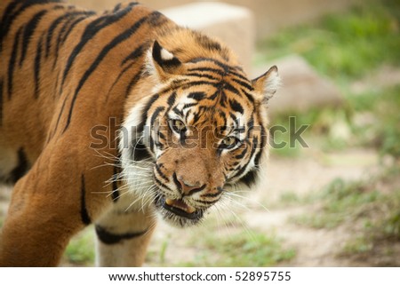 Closeup of angry tiger