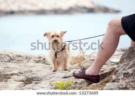 Curious dog on a leash