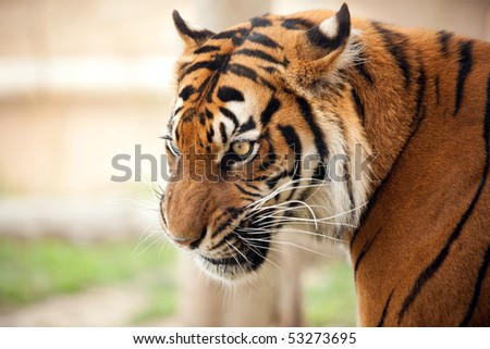 Closeup of angry tiger