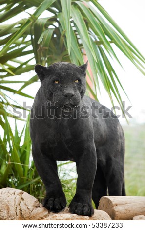 Powerful Black Panther