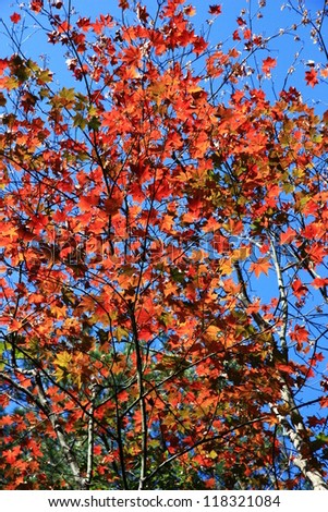 Red Maple Leave with blue sky