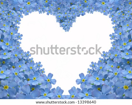 forget me not heart on white background