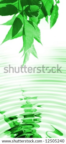 spring leaves reflecting in water