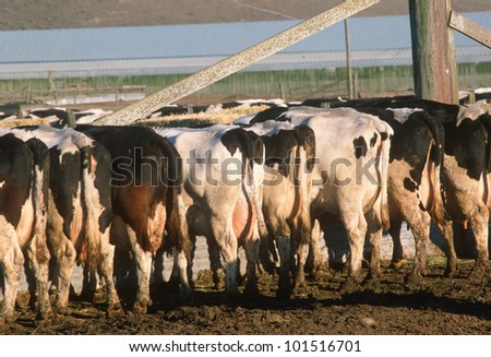 Rear Cows