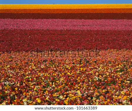 These are fields of ranunculus flowers in spring. The flowers range in color from white, yellow, orange to pink and red.