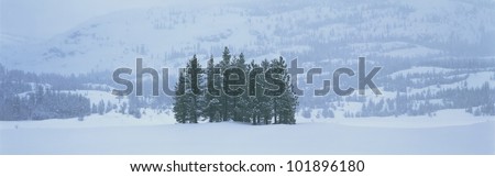These are winter trees in a snow storm. They are surrounded by a snowy hillside.