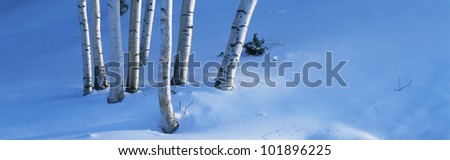 These are birch trees that appear to be growing out of the snow. This shows New England in the winter.
