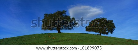These are twin oak trees in a green field in the spring. They are against a blue sky.