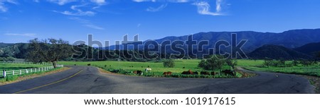 This is a country intersection with a fork in the road. It is located in the Santa Ynez Mountains. It is spring and there are horses grazing near the road.