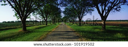 This is a plantation. The trees are live oaks and Spanish moss. The small gravel road is travels through the center of the trees.