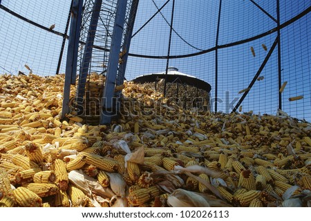 Corn cobs inside grain elevator