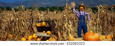 This is a Pumpkin Patch. There is a scarecrow in a straw hat and overalls next to a wheelbarrow and tall corn stalks.