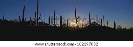 Cacti in desert at sunrise
