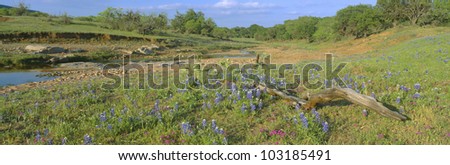 Blue bonnets in Hill Country, Texas