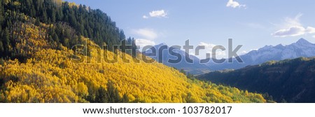 Aspens in Autumn in San Juan National Forest near Telluride, Colorado