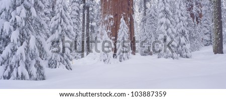 Redwoods and winter snow in the Giant Forest, Sequoia National Park, California