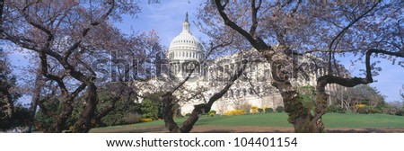 US Capitol building and cherry blossoms, Washington DC
