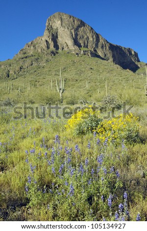 Yellow and purple desert flowers blossoming in spring at Picacho Peak State Park north of Tucson, AZ