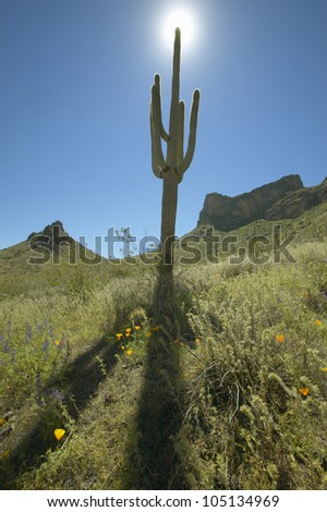 View towards sun of a saguaro cactus and hillside mountains in spring bloom with poppies in foreground at Picacho Peak State Park north of Tucson, AZ