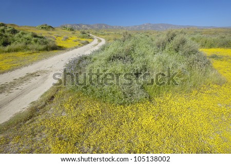 Remote dirt road through the bright spring yellow flowers and desert gold near mountains in the Carrizo National Monument, Southern California