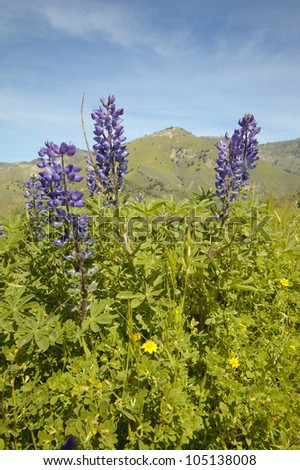 Purple lupine and green grass in spring hills of Figueroa Mountain near Santa Ynez and Los Olivos, CA